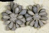 Two Jurassic Club Urchins (Asterocidaris) - Boulmane, Morocco #139351-2